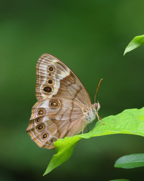 Southern Pearly-Eye